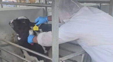 εμβολιασμοί αφθωδης.00_00_00_00.Still001