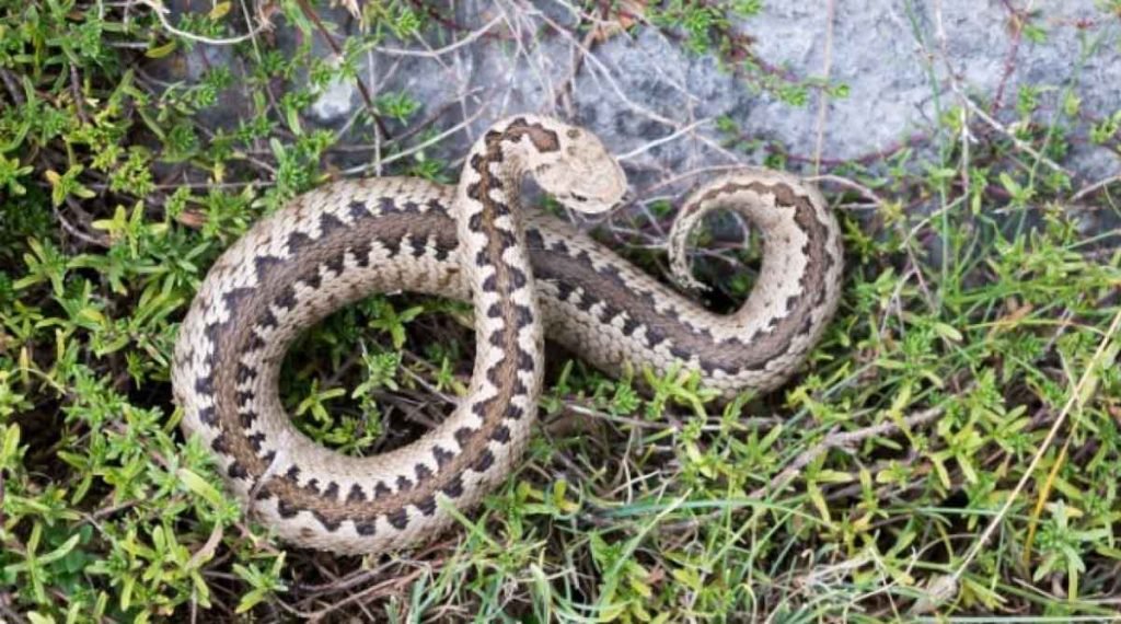 Νοσηλεύεται σε σταθερή κατάσταση ο 85χρονος στη Λάρνακα που τον δάγκωσε οχιά