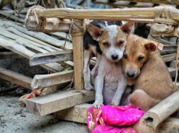 191224100955_adespota-skylia