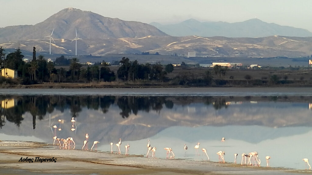 «Έφυγαν τα φλαμίνγκος από τις Αλυκές Λάρνακας για φέτος» - Μέχρι το Φθινόπωρο που θα επιστρέψουν