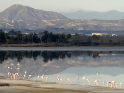 260168894_579025189829430_7572830209142658800_n