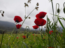 2bc71ae3-kairos-paparounes