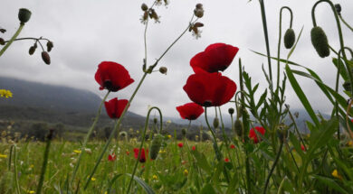 2bc71ae3-kairos-paparounes