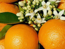 40132-ESPERIDOEIDI-PARAGOGOS—KALLIERGEIA-MANTARINION-LEMONION-PORTOKALION-ARTA—PARAGOGOS-ELAIOLADOY—DIATHESI—EMPORIO-THESSALONIKI-ARTA-MAKEDONIA-oranges