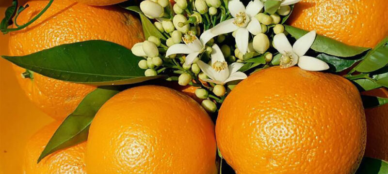 40132-ESPERIDOEIDI-PARAGOGOS—KALLIERGEIA-MANTARINION-LEMONION-PORTOKALION-ARTA—PARAGOGOS-ELAIOLADOY—DIATHESI—EMPORIO-THESSALONIKI-ARTA-MAKEDONIA-oranges