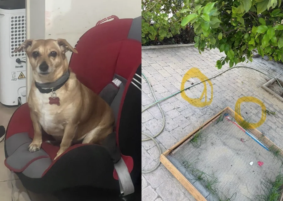 Οκτώ μήνες μετά η οικογένεια της Λίλλυ ψάχνει απαντήσεις- Καταγγελία Οικολόγων