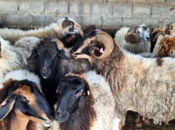 597734531_2012224883026735_3048932335938014226_n