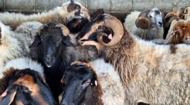 597734531_2012224883026735_3048932335938014226_n