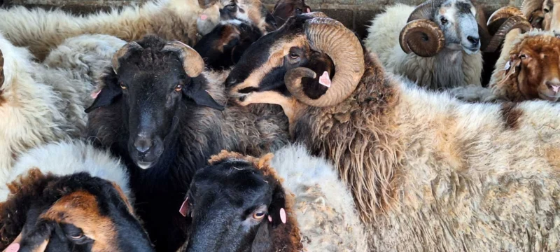 597734531_2012224883026735_3048932335938014226_n