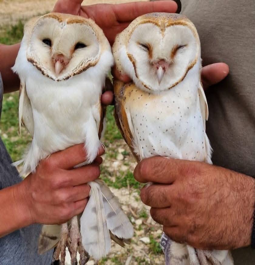 Με επιτυχία η δράση δακτυλίωσης και παρατήρησης ανθρωποπουλιών στην περιοχή Μάλλουρας στην Αθηένου  (φώτο)