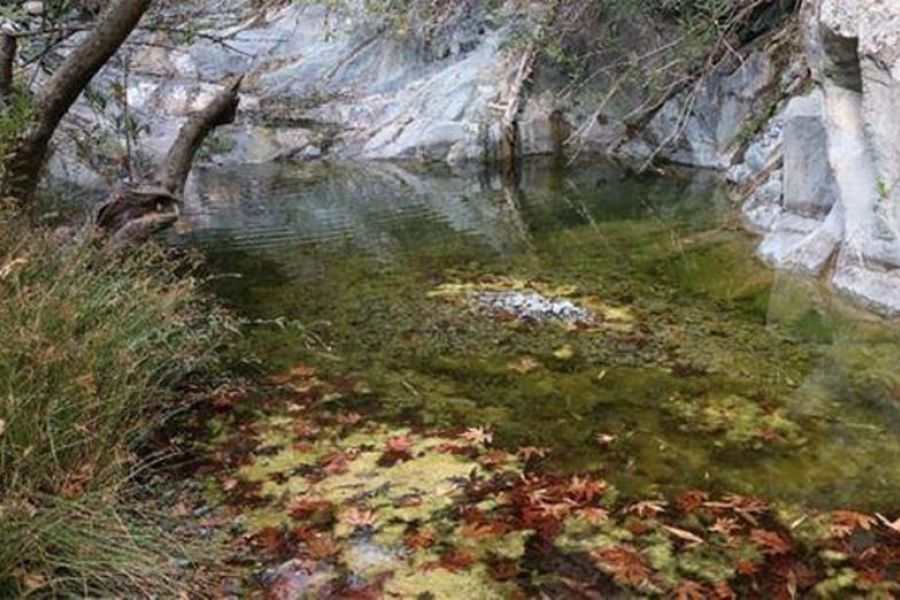 Eurostat: Στο 18,6% η δασική κάλυψη στην Κύπρο