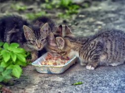 AdobeStock_358596311-scaled