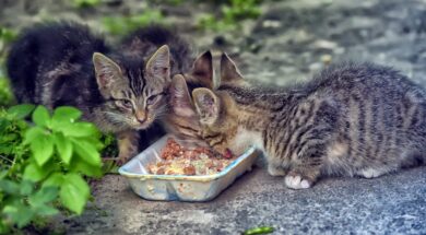 AdobeStock_358596311-scaled