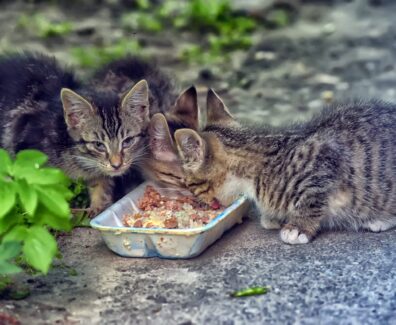 AdobeStock_358596311-scaled