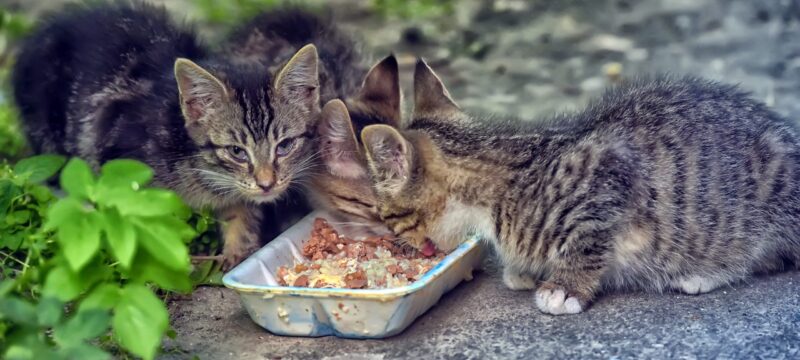 AdobeStock_358596311-scaled