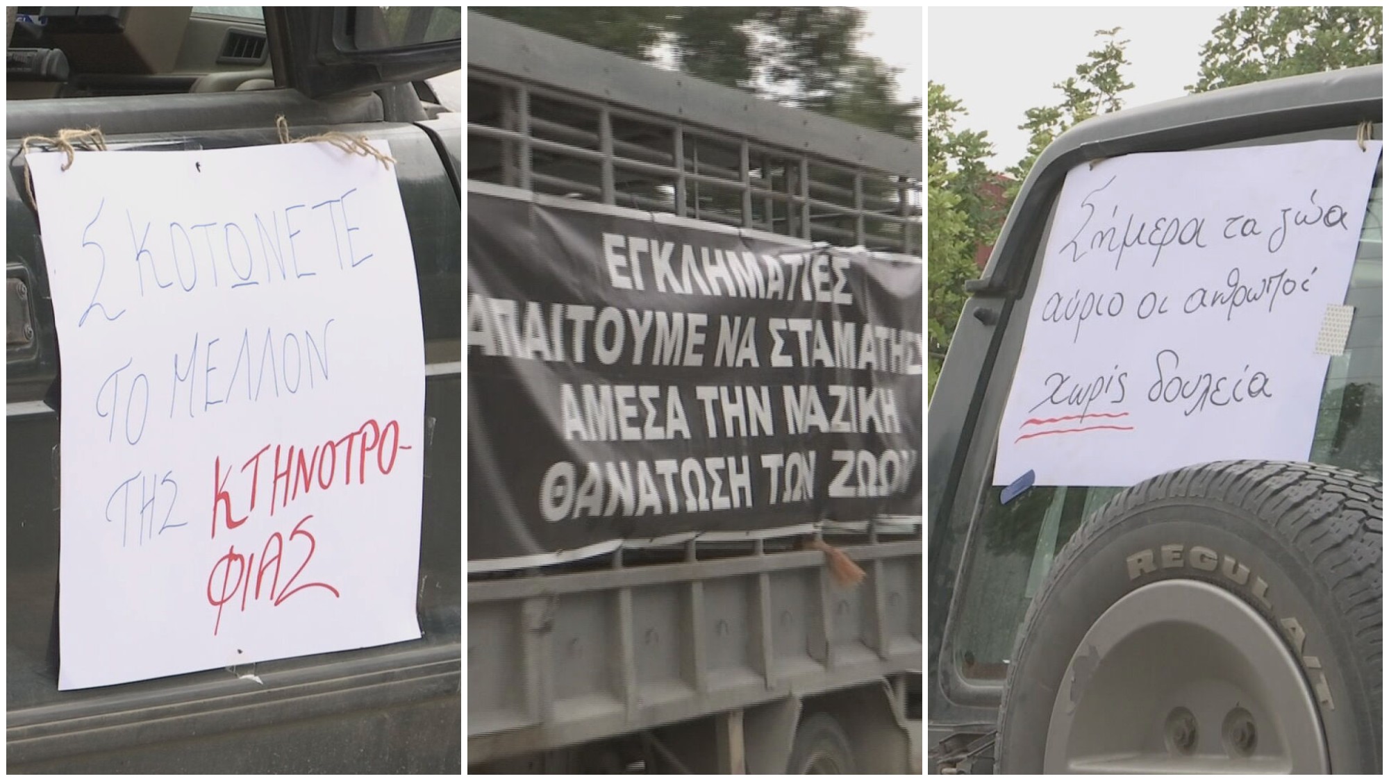 Αφθώδης πυρετός: Καταγγελίες για «υγειονομική βόμβα» λόγω ταφής ζώων, πώς απαντούν οι Κτηνιατρικές