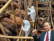 afthodis-piretos-malas