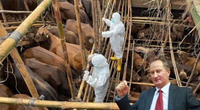 afthodis-piretos-malas