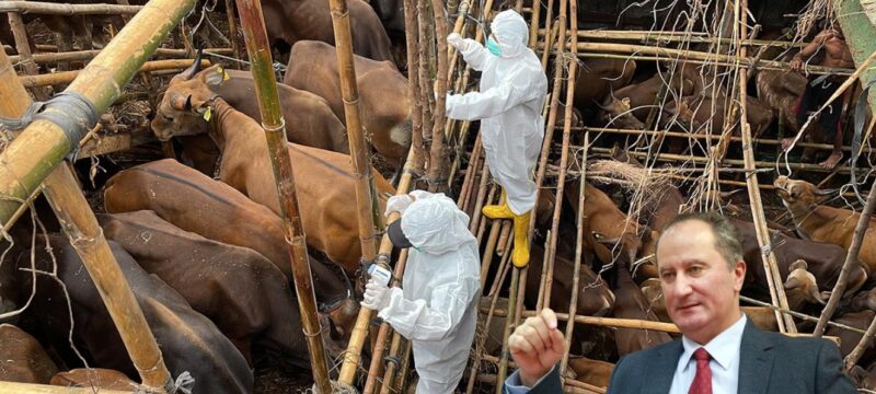 afthodis-piretos-malas