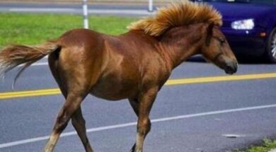 cache_1500x3000_analog_medium_602160_126102_29102018