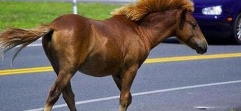 cache_1500x3000_analog_medium_602160_126102_29102018