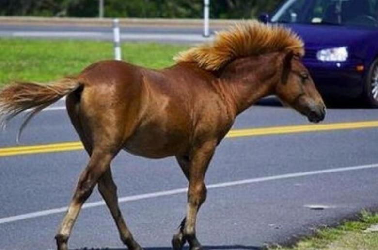 Μετωπική σύγκρουση οδηγού με άλογο στις Κυβίδες- Στα δικαστήρια για 15 χρόνια