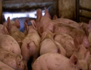 cc7894a6_ap24275402209687-large_thumbnail