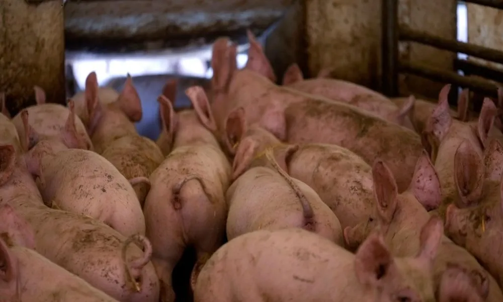 Αφθώδης σε χοίρους: «Aν κολλήσουν οι μονάδες εκεί, θα μιλάμε για 20,000 ζώα»