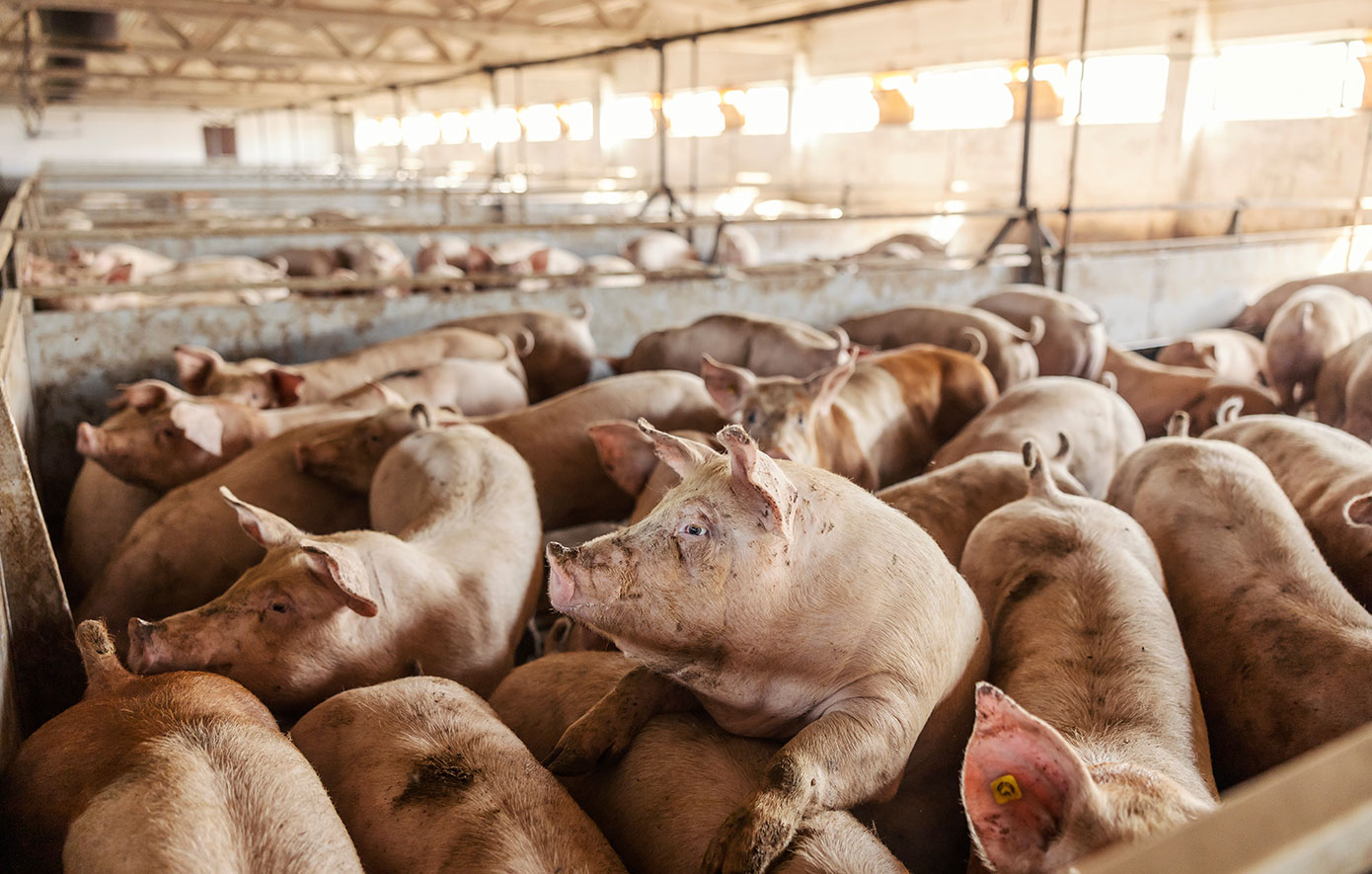 Αφθώδης πυρετός: Άρχισαν οι θανατώσεις χοίρων στο Παλιομέτοχο