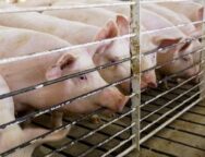 gourounia2.2e16d0ba.fill-1600×900 (1)