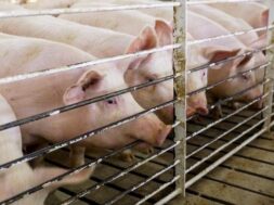 gourounia2.2e16d0ba.fill-1600×900 (1)