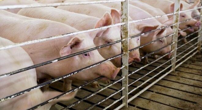 gourounia2.2e16d0ba.fill-1600×900 (1)