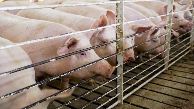 Προβληματισμός για τη διασπορά του αφθώδη πυρετού – «Εξαπλώνεται αστραπιαία»