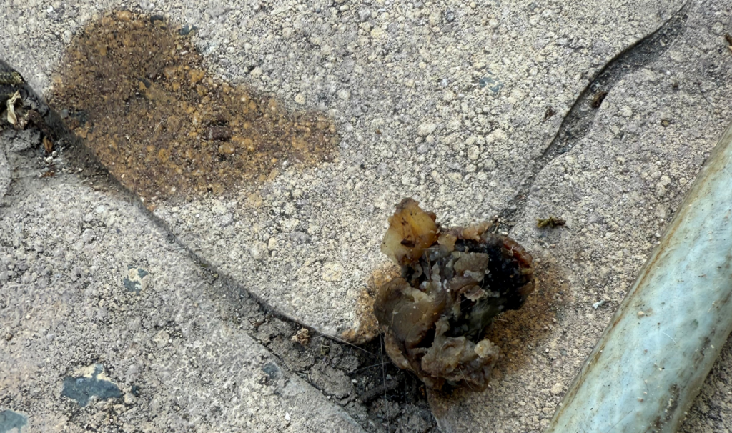 Καταγγελία για δηλητηριάσεις ζώων σε αυτή την περιοχή – «Κατέληξαν μέσα σε λίγα λεπτά»  (φώτο)