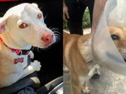 maili-rocky-2048×1150