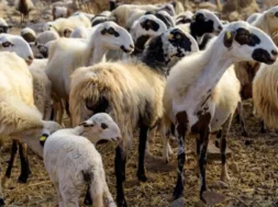 panoli-aigoprovaton-873×432