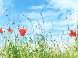poppies-growing-field-against-cloudy-sky1