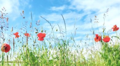 poppies-growing-field-against-cloudy-sky1
