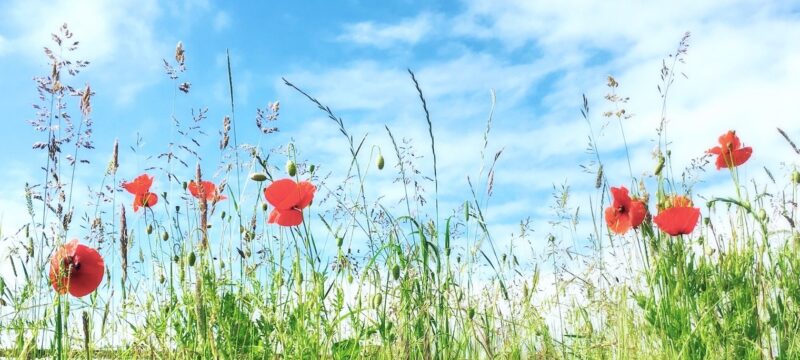 poppies-growing-field-against-cloudy-sky1