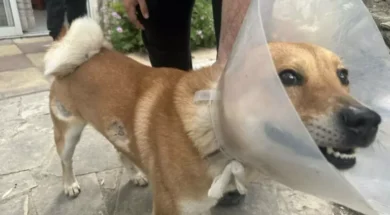 rocky-pirovolismoi-pera-1-768×576