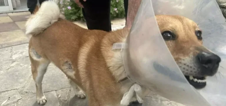 rocky-pirovolismoi-pera-1-768×576