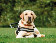 shutterstock_1335581585