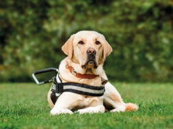 shutterstock_1335581585