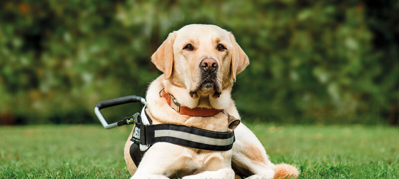 shutterstock_1335581585