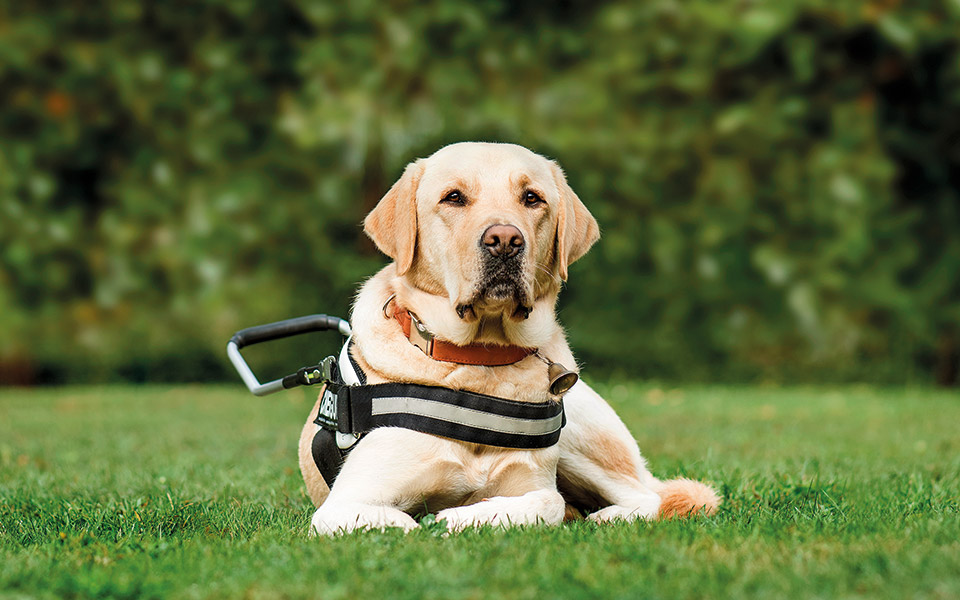 Βουλή: Τροποποιήσεις στον νόμο για σκύλους με δύο ξεχωριστές ψηφοφορίες