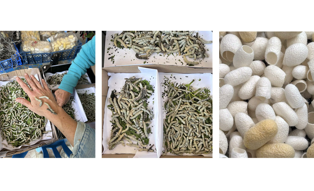 Το μετάξι επιστρέφει στην Καλαβασό: 2ο Φεστιβάλ Μεταξιού   (φώτο)