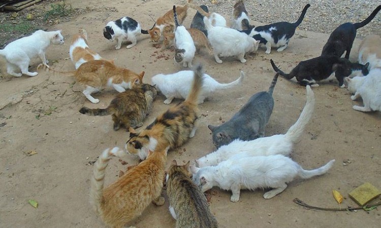 Λάρνακα: Εξαφάνιση γάτου οδηγήσε στον εντοπισμό μεγάλου αριθμού ζώων σε οικία