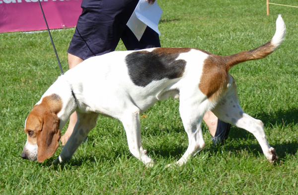Πεκρής: Πρόβλημα είναι οι «επικίνδυνοι ιδιοκτήτες» όχι οι «επικίνδυνοι σκύλοι»