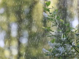 spring_rain_abstract_flowers_background_548821_52074-thumb