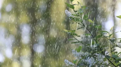 spring_rain_abstract_flowers_background_548821_52074-thumb